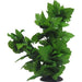 Amazon Jungle Tall Spatophylum Tree - Aquatic Supplies Australia