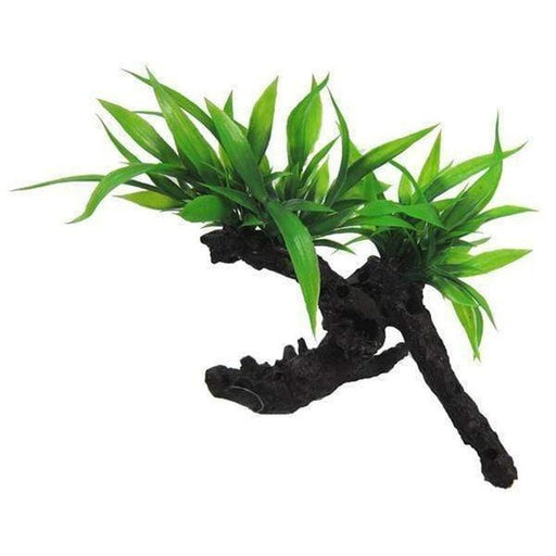 Amazon Jungle Twin Indo Fern on Log - Aquatic Supplies Australia