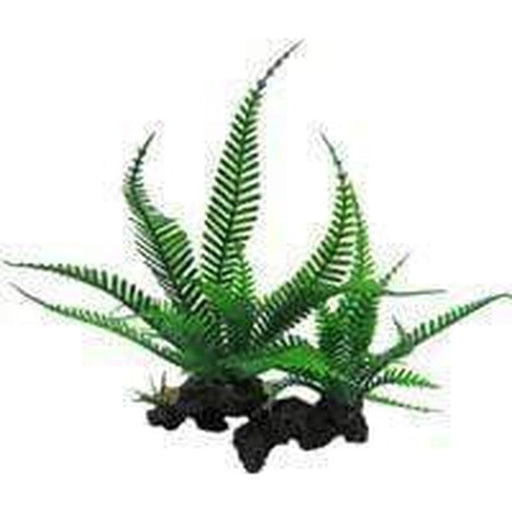 Amazon Jungle Twin Lace Fern - Aquatic Supplies Australia