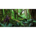 Aqua Natural Amazon Rainforest Background Aquatic Supplies Australia