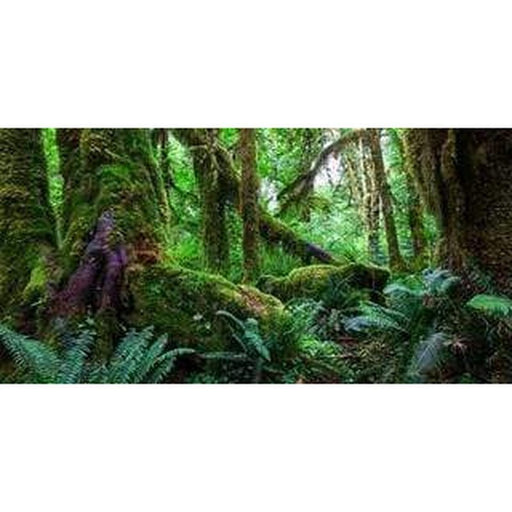Aqua Natural Amazon Rainforest Background - Aquatic Supplies Australia