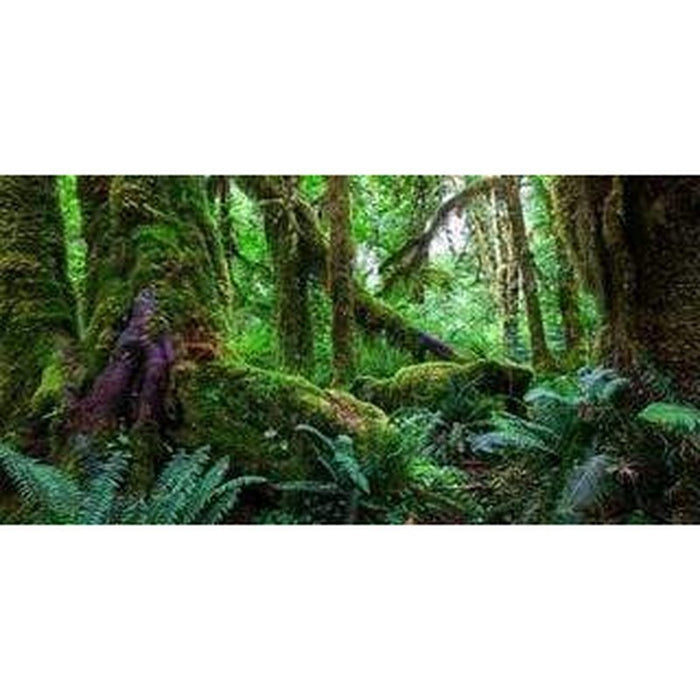 Aqua Natural Amazon Rainforest Background - Aquatic Supplies Australia