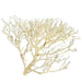 Aqua Natural Coral Wood - Aquatic Supplies Australia
