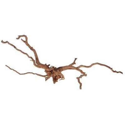 Aqua Natural Gold Vine - Aquatic Supplies Australia