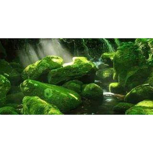 Aqua Natural Moss Forest Background - Aquatic Supplies Australia