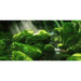 Aqua Natural Moss Forest Background - Aquatic Supplies Australia