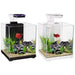 Aqua One Betta Sanctuary Glass Aquarium 10L - Aquatic Supplies Australia