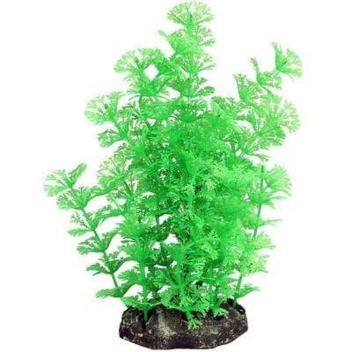 Aqua One Ecoscape Medium Green Ambulia 20cm - Aquatic Supplies Australia