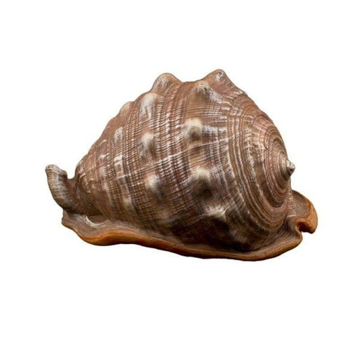 Bioscape King Helmut Shell 16 cm - Aquatic Supplies Australia