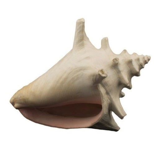 Bioscape Milk Conch Shell 15cm - Aquatic Supplies Australia