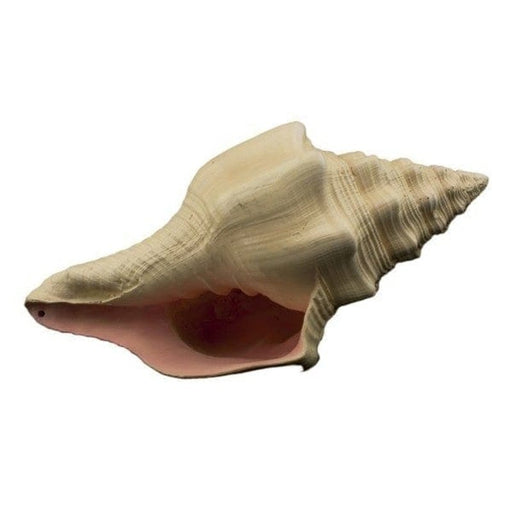 Bioscape Murex Shell 17.5cm - Aquatic Supplies Australia