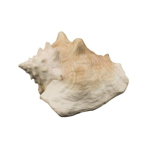 Bioscape Queen Conch Shell 22 cm - Aquatic Supplies Australia
