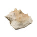 Bioscape Queen Conch Shell 22 cm - Aquatic Supplies Australia