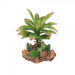 Eco Tech Flowering Cajun Cactus 13cm - Aquatic Supplies Australia
