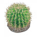 Eco Tech Pineapple Cactus - Aquatic Supplies Australia