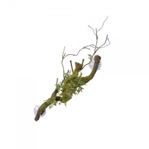 Eco Tech Vine Cluster Moss, Lichen & Abulliton Growths 60cm - Aquatic Supplies Australia
