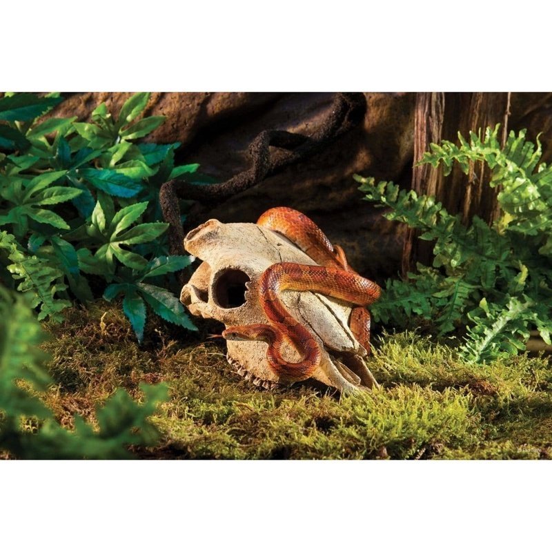 Exo Terra Buffalo Skull Hiding Place Medium - Aquatic Supplies Australia