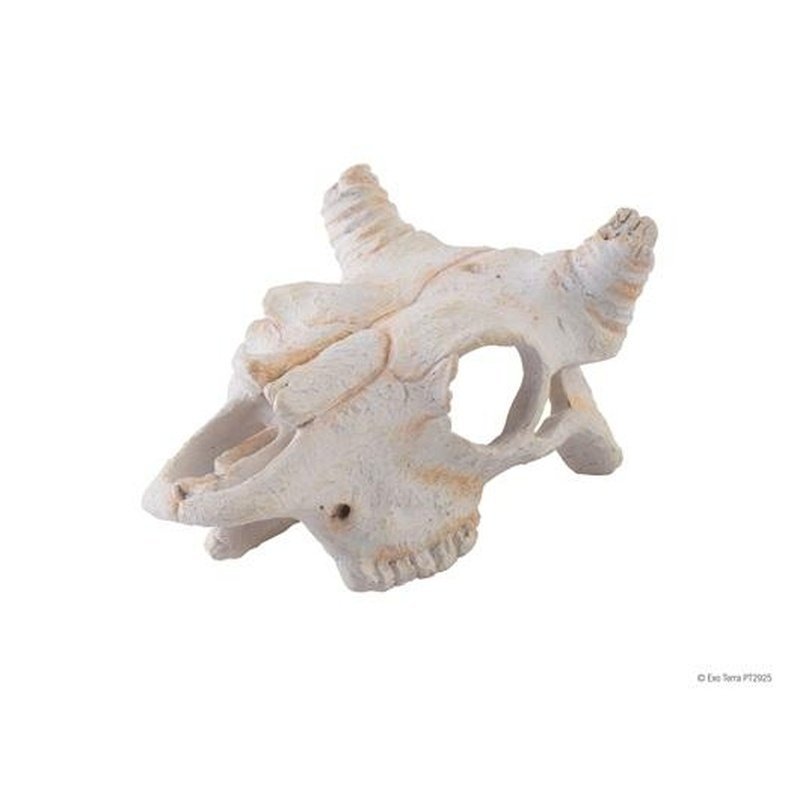 Exo Terra Buffalo Skull Small - Aquatic Supplies Australia