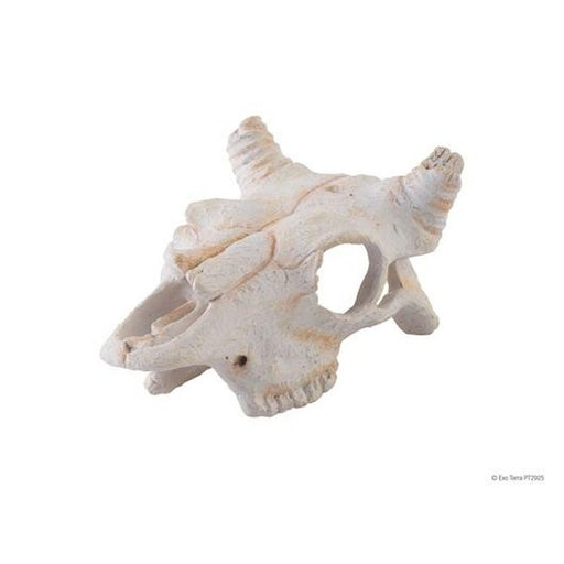 Exo Terra Buffalo Skull Small - Aquatic Supplies Australia