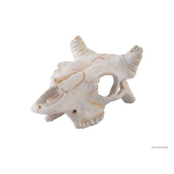 Exo Terra Buffalo Skull Small - Aquatic Supplies Australia
