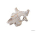 Exo Terra Buffalo Skull Small - Aquatic Supplies Australia
