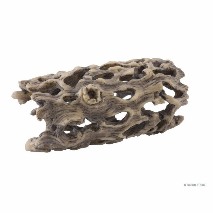 Exo Terra Cholla Cactus Skeleton - Aquatic Supplies Australia