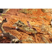 Exo Terra Crocodile Skull Hiding Place - Aquatic Supplies Australia