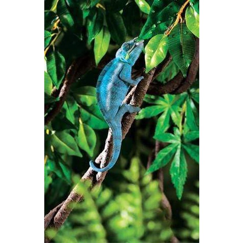 Exo Terra Jungle Vines - Aquatic Supplies Australia