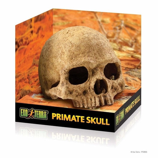 Exo Terra Primate Skull Hiding Place Large - Aquatic Supplies Australia
