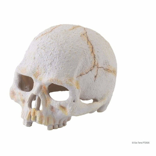 Exo Terra Primate Skull Small - Aquatic Supplies Australia