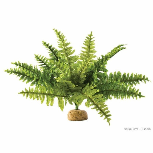 Exo Terra Rainforest Ground Plant Boston Fern Medium (40cm wide) - Aquatic Supplies Australia