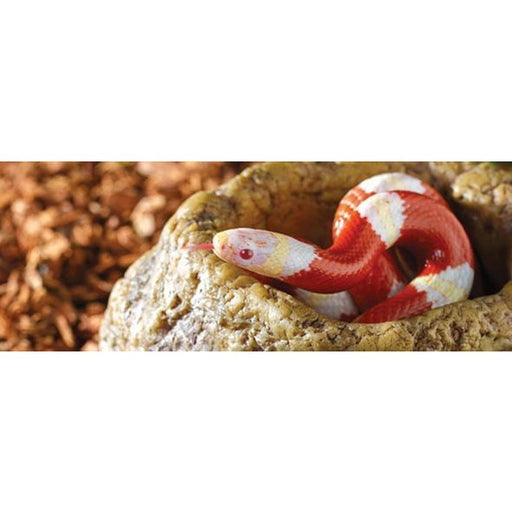 Exo Terra Snake Bowl / Extra - deep Water Dish - Aquatic Supplies Australia