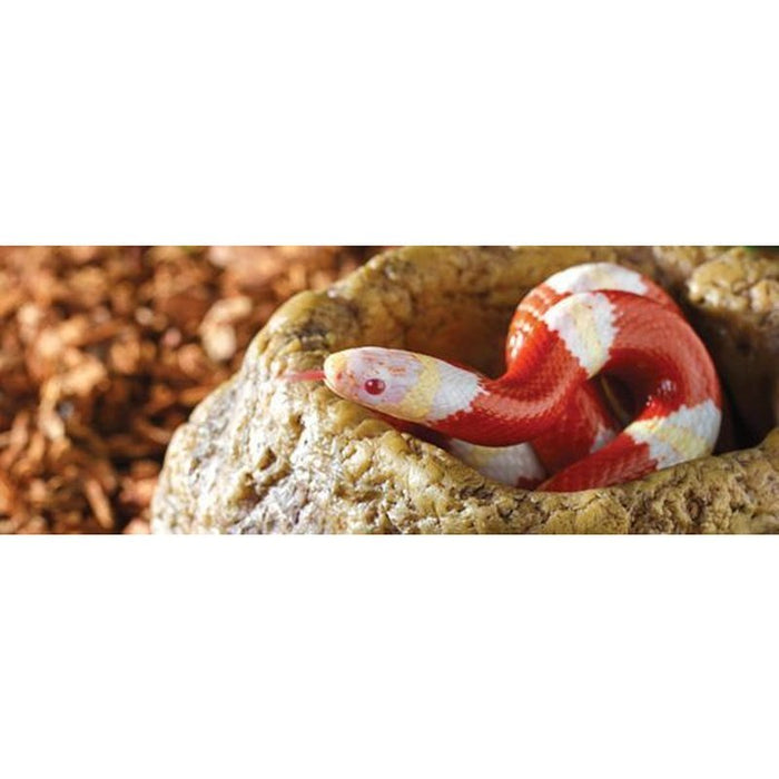Exo Terra Snake Bowl / Extra - deep Water Dish - Aquatic Supplies Australia