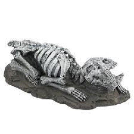 Fauna Sabre Tooth Tiger Fossil - Aquatic Supplies Australia