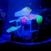Glow in the Dark Lotus Garden Clear - Aquatic Supplies Australia