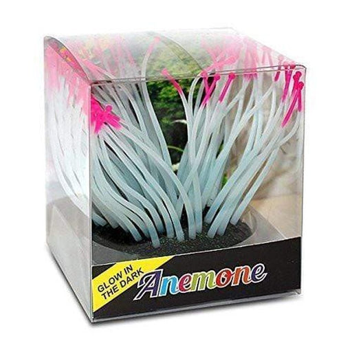 Glow in the Dark Pink Tipped Anemone - Aquatic Supplies Australia