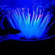 Glow in the Dark Pink Tipped Anemone - Aquatic Supplies Australia