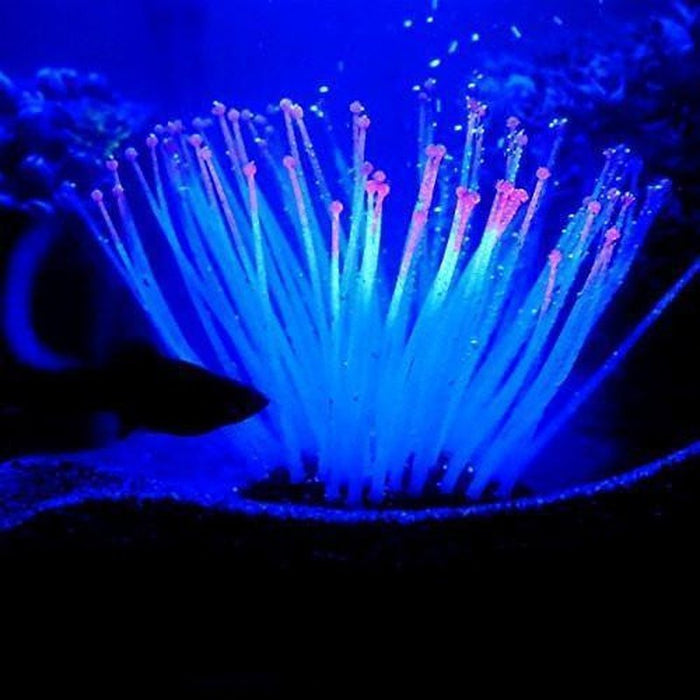 Glow in the Dark Pink Tipped Anemone - Aquatic Supplies Australia