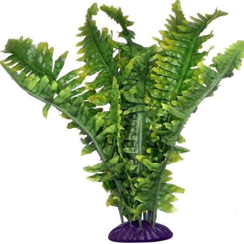 Komodo Boston Fern 25cm - Aquatic Supplies Australia