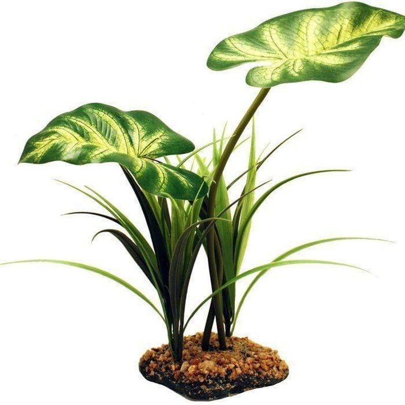 Komodo Broadleaf Canopy Plant 26cm - Aquatic Supplies Australia
