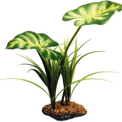 Komodo Broadleaf Canopy Plant 26cm - Aquatic Supplies Australia