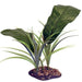 Komodo Evergreen Canopy Plant 35cm - Aquatic Supplies Australia