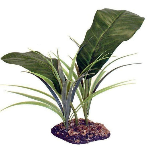 Komodo Evergreen Canopy Plant 35cm - Aquatic Supplies Australia