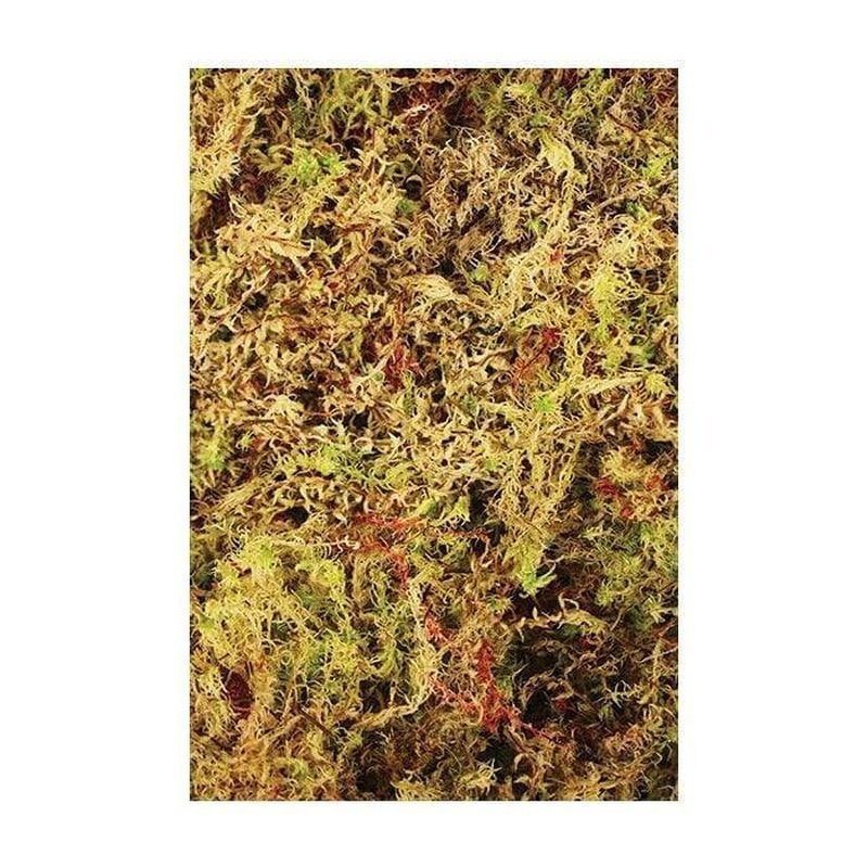 Komodo Habitat Moss Brick Bedding 100g - Aquatic Supplies Australia