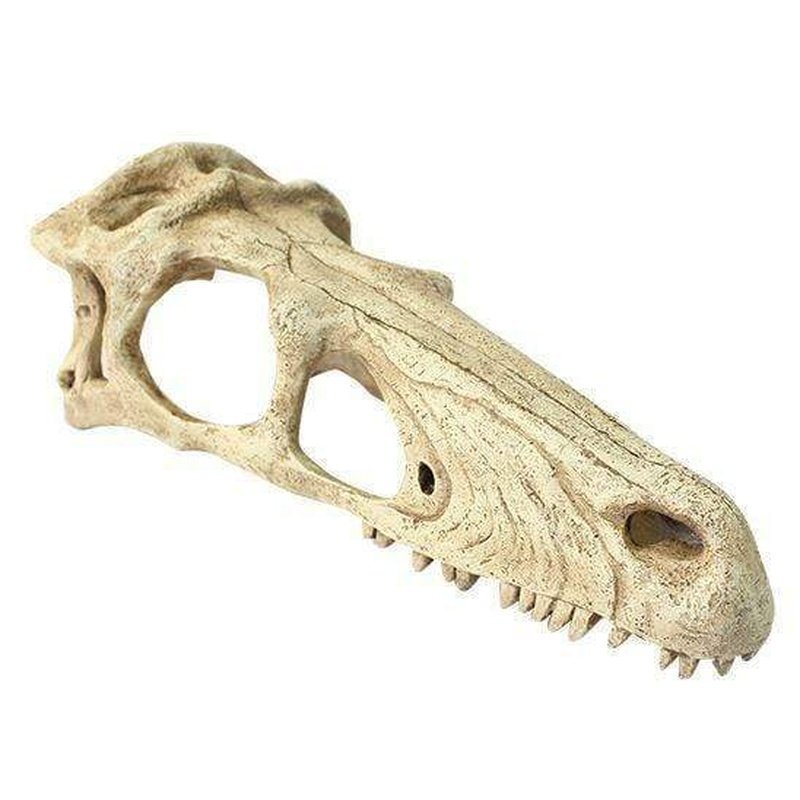 Komodo Raptor Skull - Aquatic Supplies Australia