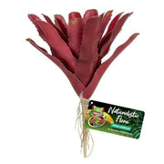 Zoo Med Fireball Bromeliad - Aquatic Supplies Australia
