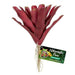 Zoo Med Fireball Bromeliad - Aquatic Supplies Australia